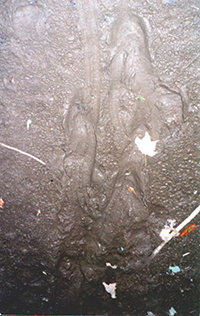 Image in the Mud Brian Crawled Through