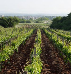 Vineyard in Medjugorje